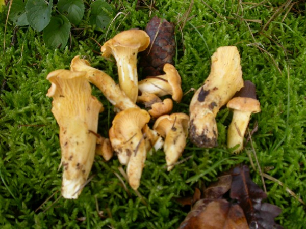 Cueillette de chanterelle commune